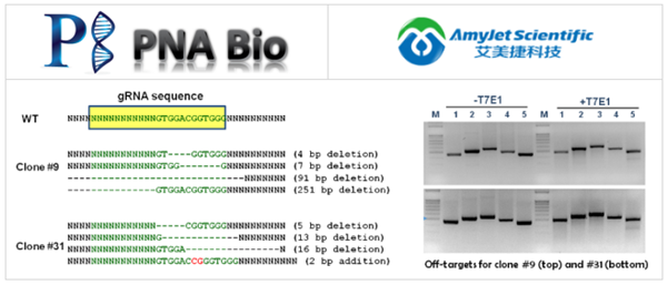 PNA Bio