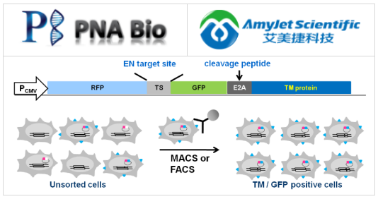 PNA Bio
