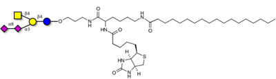 连接生物素和硬脂酸链的GD2神经节苷脂寡糖