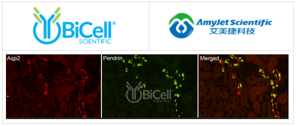 Bicell Scientific