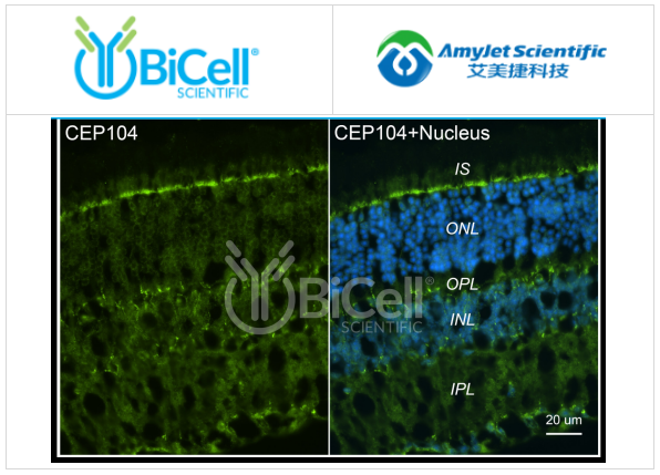 Bicell Scientific