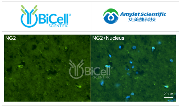 Bicell Scientific-NG2（CSPG4）抗体染色