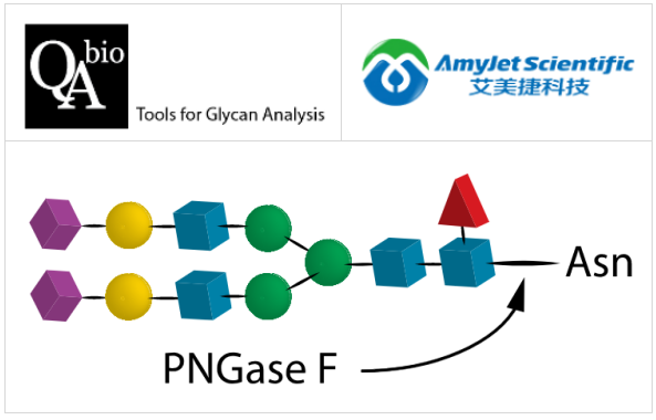 重组PNGase F