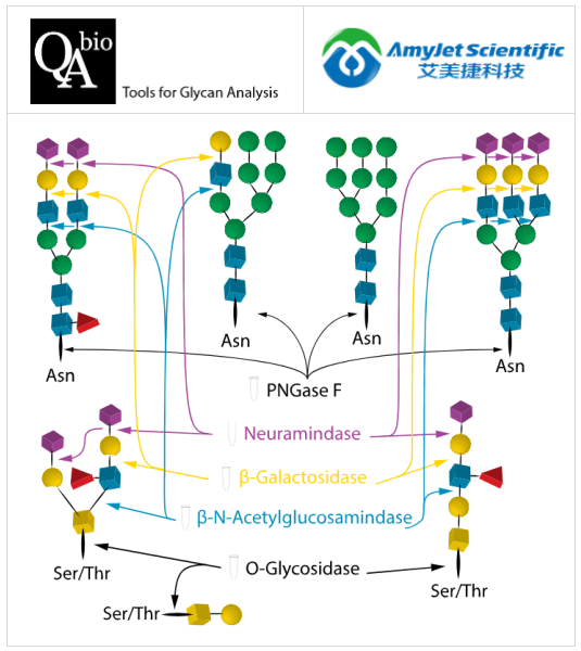 QA-Bio