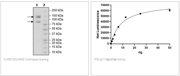 BPS-40621.png