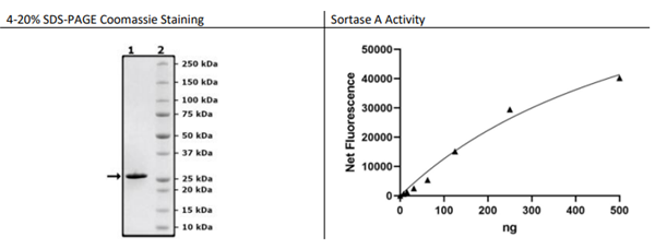 Sortase A Pentamutant，S. 金黄色，His标签