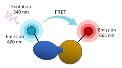 CD40:CD40L TR-FRET检测试剂盒
