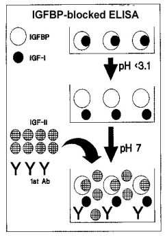 ALP-22-IGFHU-E01.png