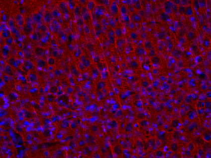 Synaptic Systems