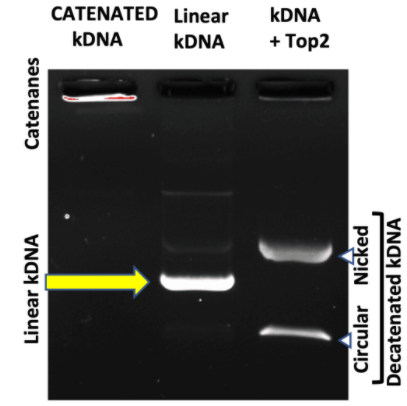 脱乙酰kDNA