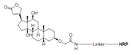 DIG-HRP偶联物的化学结构