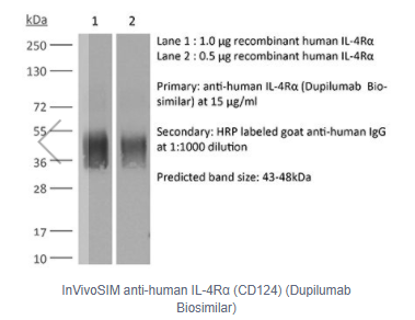 InVivoSIM抗人IL-4 Rα(CD 124)(Dupilumab生物仿制药)/InVivoSIM anti-human IL-4Rα (CD124)
