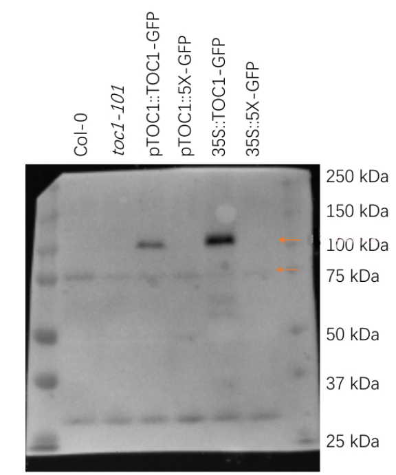 AS22-4701.png