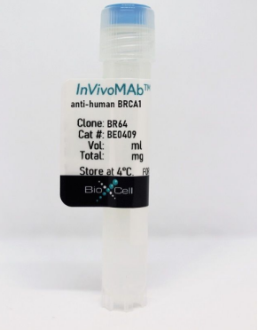 InVivoMAb抗人BRCA 1