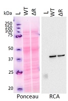 AS22 4868.jpg