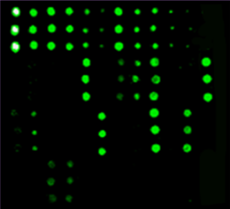 RayBiotech细胞毒性T淋巴细胞相关蛋白4（CTLA4）