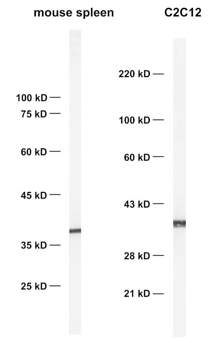 HS-477-017.png