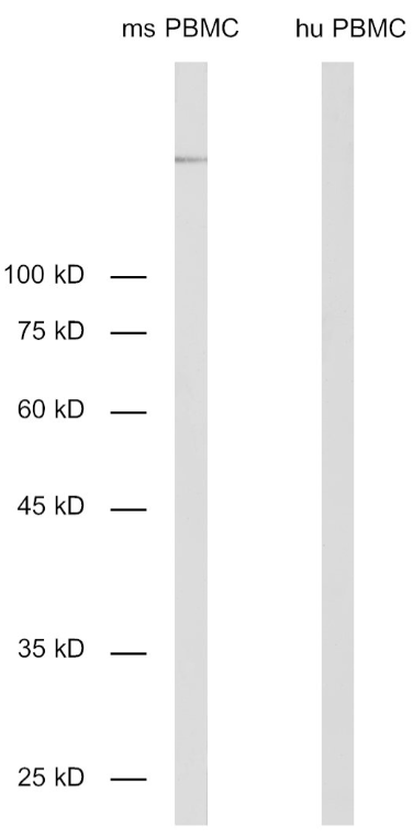 HS-384 308.png