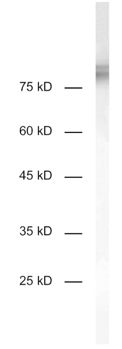 HS-493 017.png