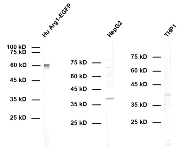 HS-500 023.png