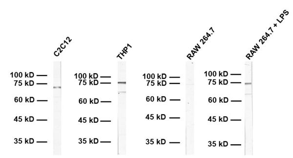 HS-507-003.png