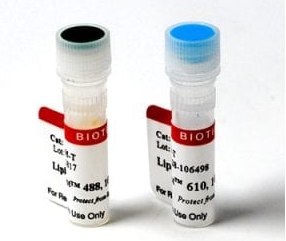 LipidSpot染料可快速染色活细胞或固定细胞中的脂滴，无需洗涤步骤。提供绿色或红色/远红色荧光。
