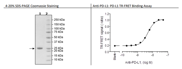 BPS-11032.png