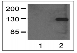 BPS-25001.jpg