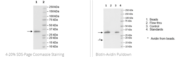 JAK2(V617F,W659A,W777A,F794H),His Avi标签,生物素标记重组