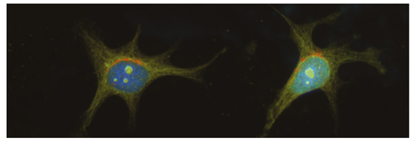 DAPI.png