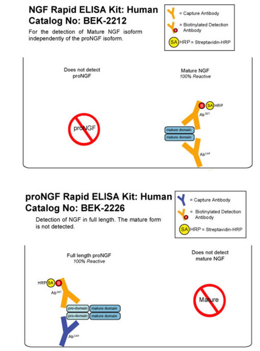 BEK-2223_1.jpg