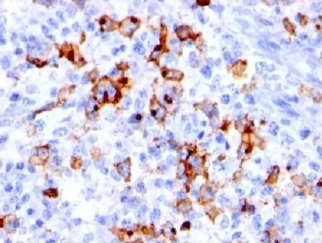 小鼠抗CD15,克隆BRA4F1(单克隆)
