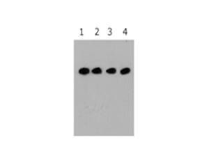 G191-300x240.png