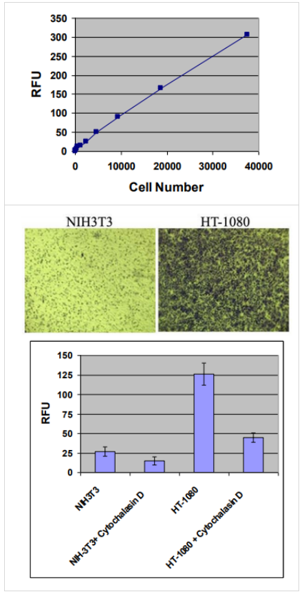 CytoSelect 96孔细胞侵袭检测试剂盒