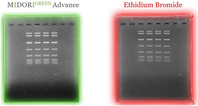 Liposoma BV-Midori Green Advance绿色无毒核酸染料(25000X)特色