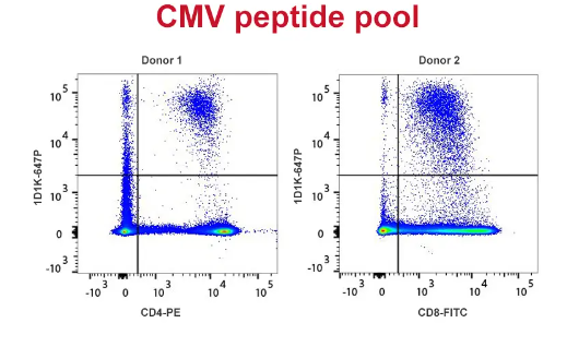 PepPool:CMV(CD4和CD8),人类