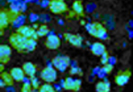 Feeder Cells.png