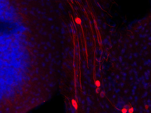 DAPI.png