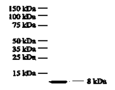 Anogen抗人IL-8单克隆抗体I8-S2，Capture