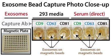 exo-flow32-exo-flow96-bead-capture.jpg
