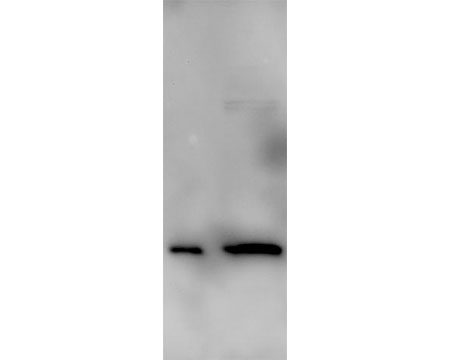 M-1402-100-WB-450x360.jpg