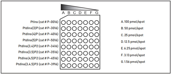Overlay assays-7.png