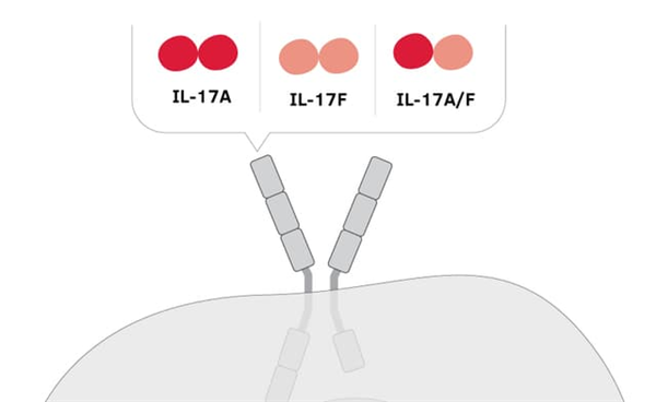 17（IL-17）.png