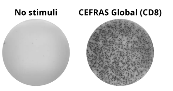CEFRAS Global（CD8）.png