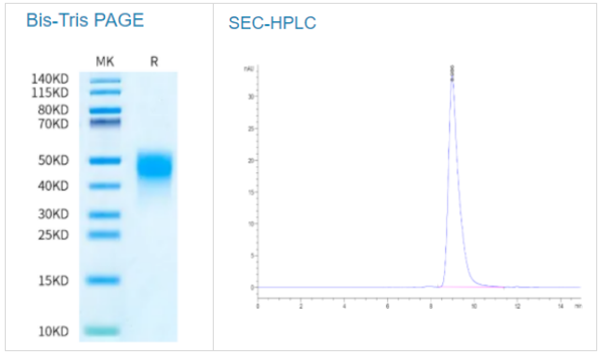 生物素化人类MDL-1/CLEC5A蛋白