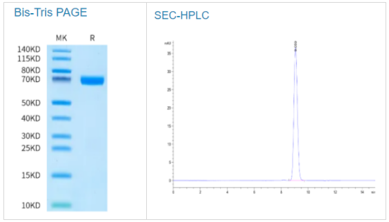 人类TNFSF15(R32A, R85A)三聚体蛋白