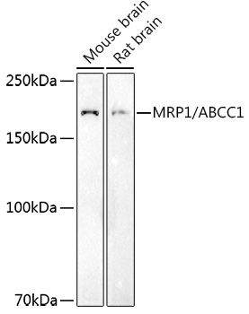CAB3027.jpg