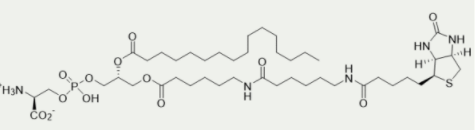 [干冰]生物素磷脂酰丝氨酸