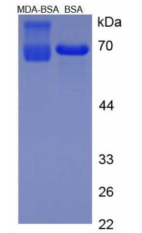 abx165775.png