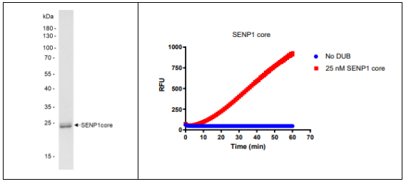 [干冰]SENP1核心结构域